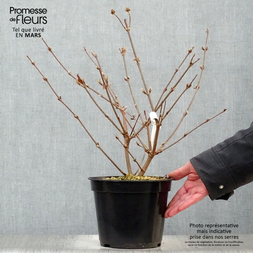 Exemplaar van Viburnum plicatum Opening Day - Japanse sneeuwbal Pot van 3 l/4 l zoals geleverd in de lente