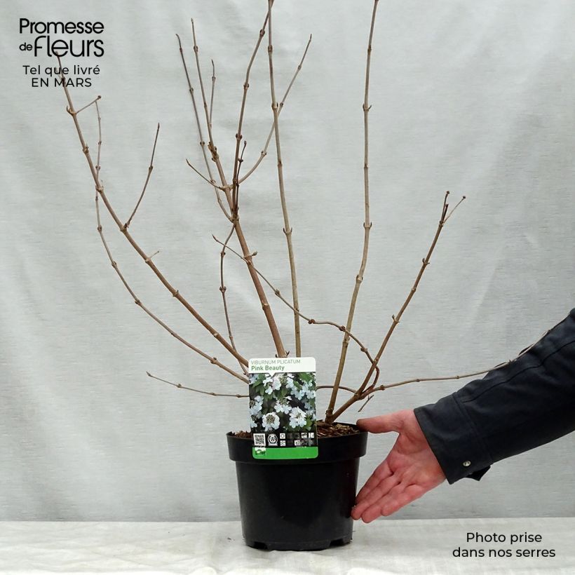 Exemplaar van Viburnum plicatum Pink Beauty - Japanse sneeuwbal Pot van 2 l/3 l zoals geleverd in de lente