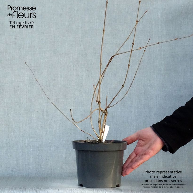 Example of Viorne - Viburnum plicatum Pink Beauty Pot van 2 l/3 l as you get in hiver