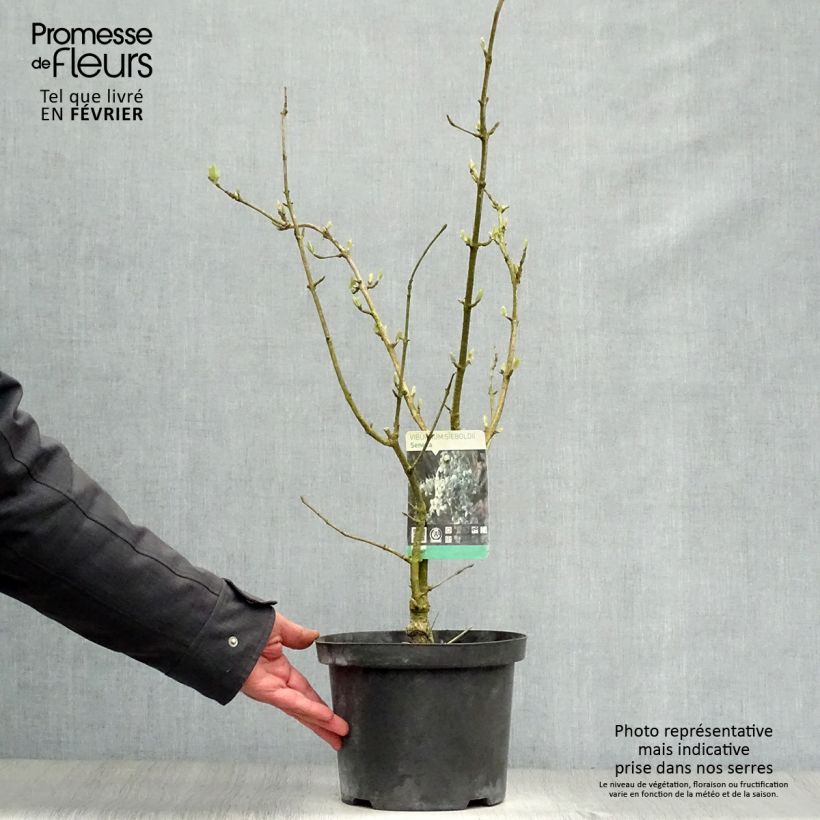 Example of Viorne - Viburnum sieboldii Seneca Pot van 4 l/5 l as you get in hiver