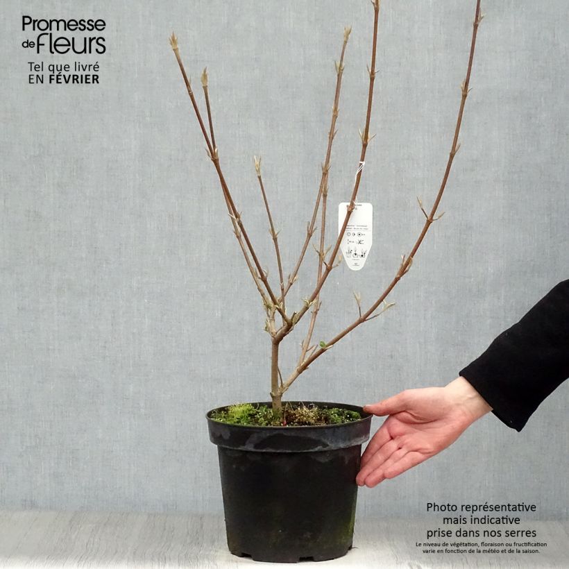 Example of Viburnum x carlcephalum - Sneeuwbal Pot van 7,5 l/10 l as you get in hiver