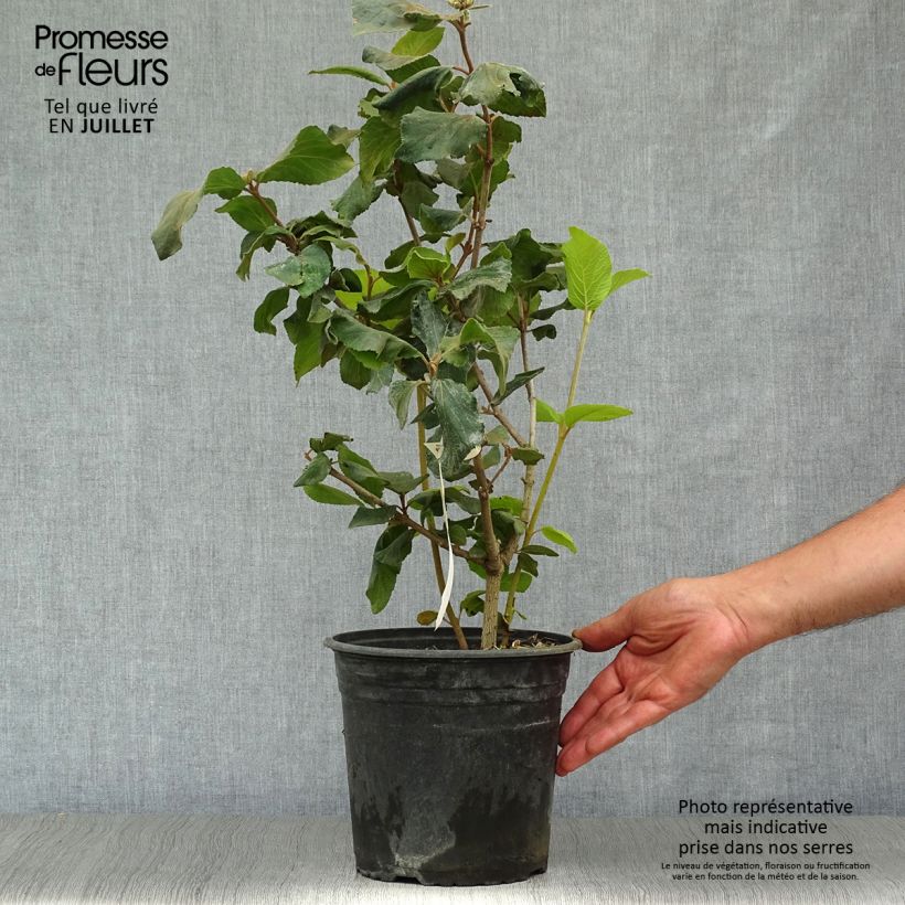 Exemplaar van Viburnum x carlcephalum - Sneeuwbal Pot van 3 l/4 l zoals geleverd in de zomer