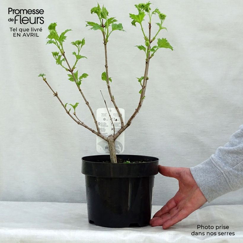 Exemplaar van Viburnum opulus Roseum - Gelderse roos Pot van 2 l/3 l zoals geleverd in de lente