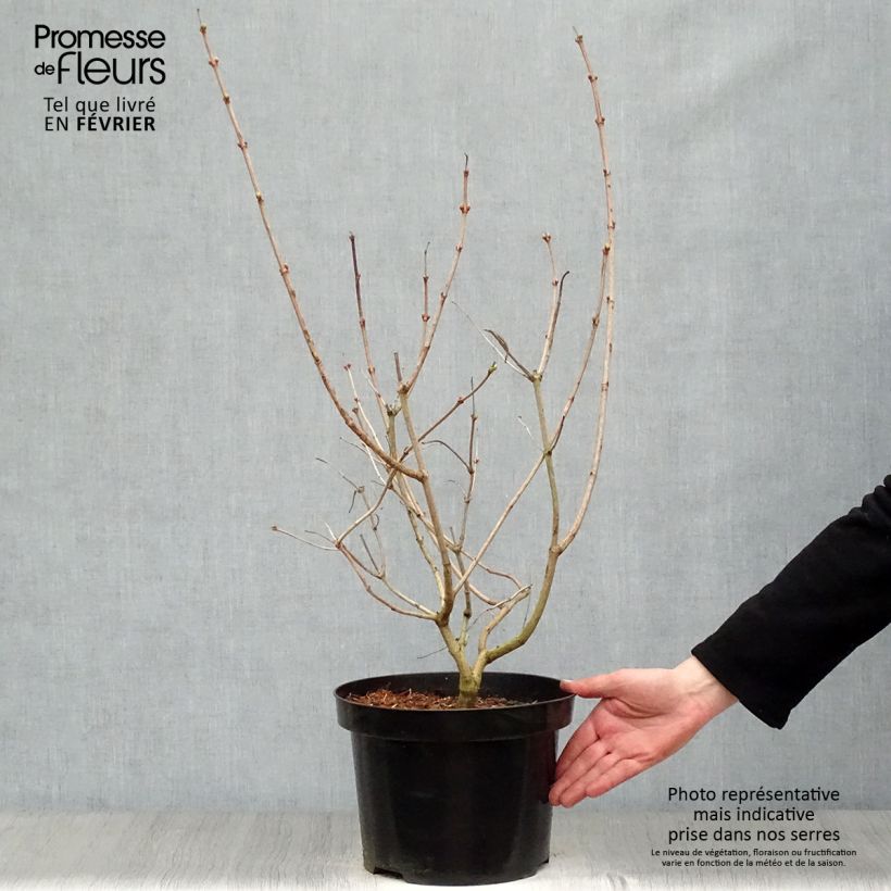 Example of Viburnum opulus Roseum - Gelderse roos Pot van 7,5 l/10 l as you get in hiver