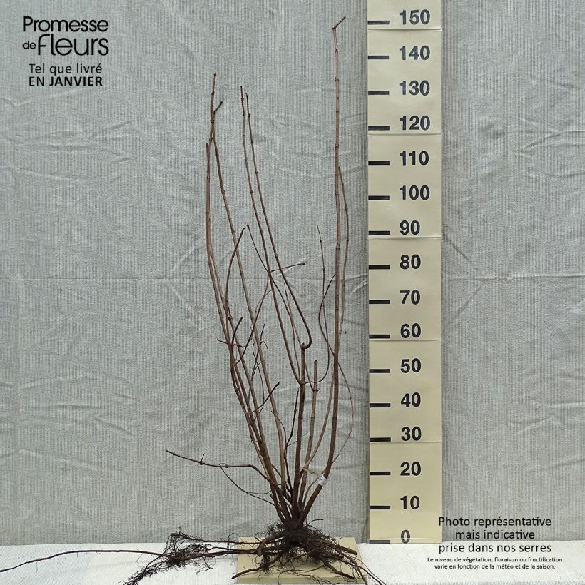 Example of Viburnum opulus Roseum - Gelderse roos Naakte wortel as you get in hiver