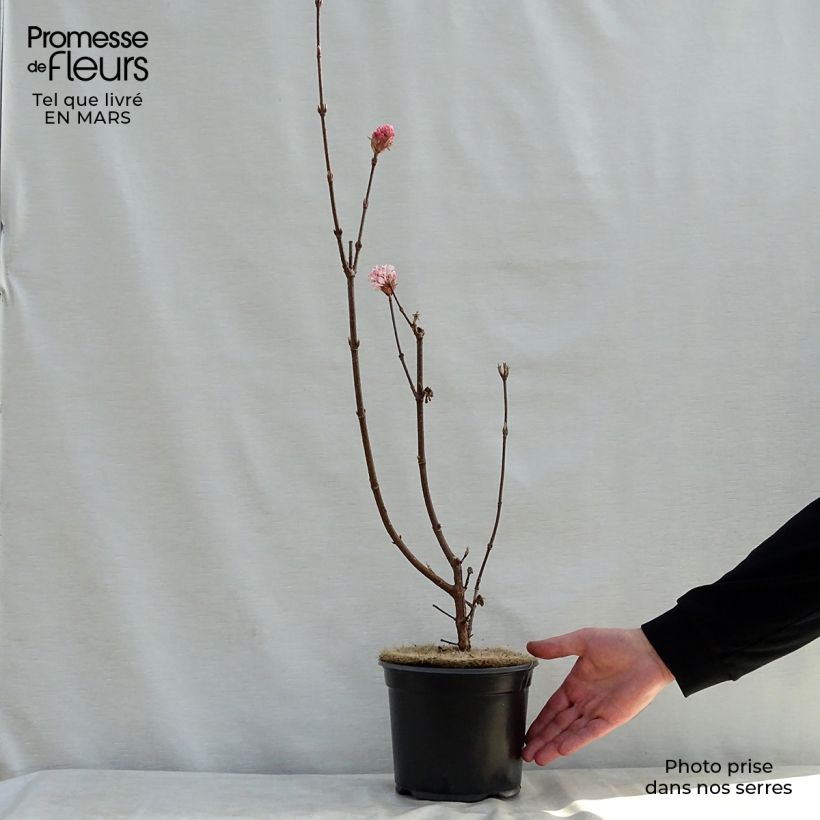 Exemplaar van Viburnum bodnantense Charles Lamont - Wintersneeuwbal Pot van 3 l/4 l zoals geleverd in de lente