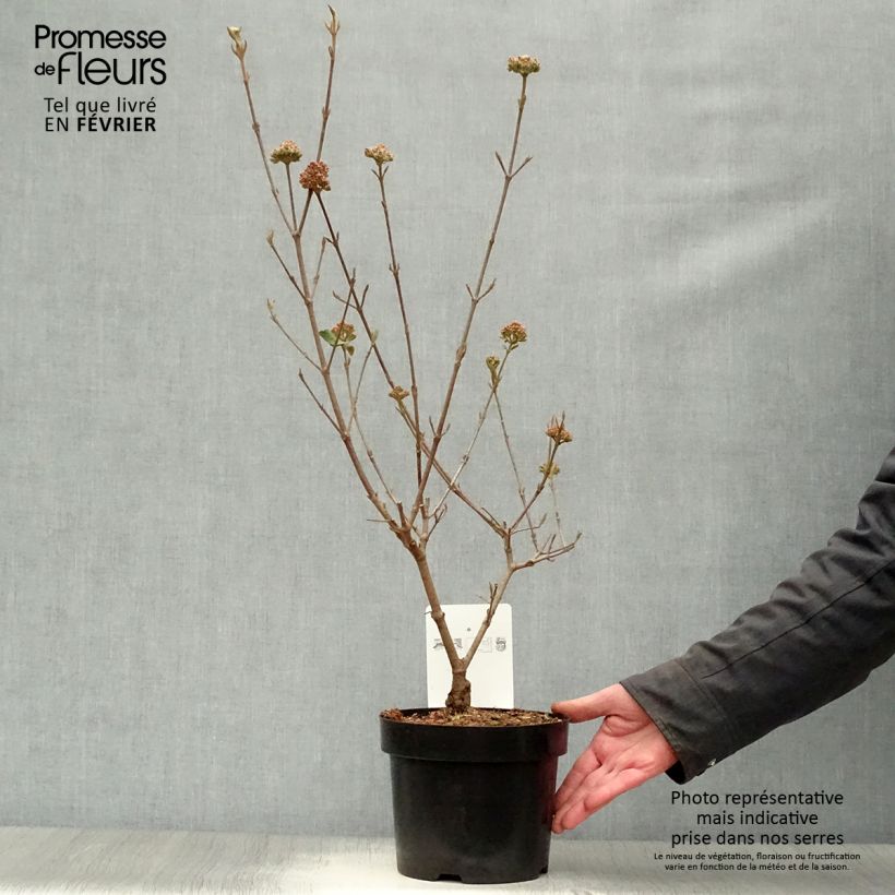 Example of Viorne de Burkwood - Viburnum burkwoodii Ann Russell Pot van 3 l/4 l as you get in hiver