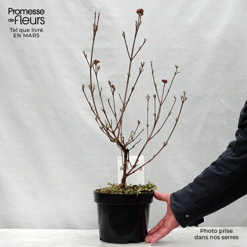Exemplaar van Viburnum burkwoodii Ann Russell - Sneeuwbal Pot van 3 l/4 l zoals geleverd in de lente