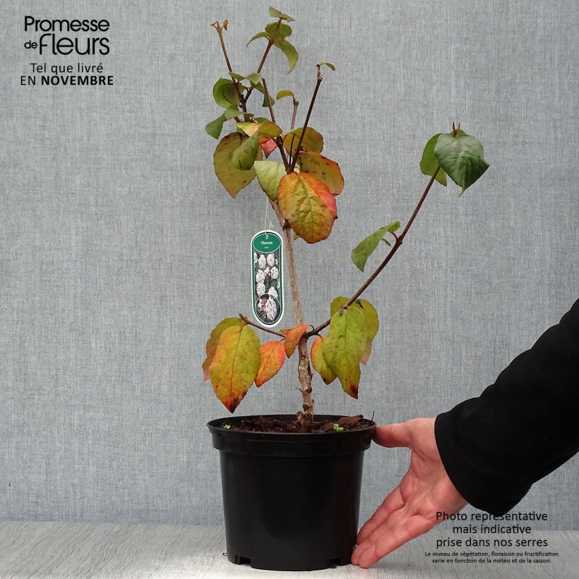 Exemplaar van Viburnum carlesii - Koreaanse sneeuwbal Pot van 2 l/3 l zoals geleverd in de herfst