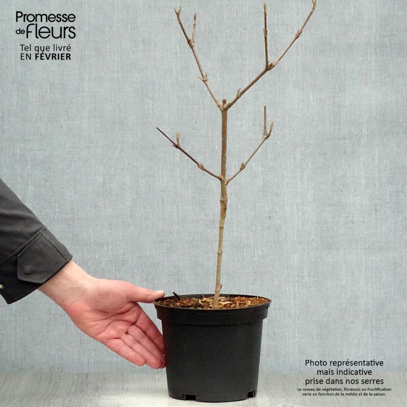 Example of Viburnum carlesii - Viorne de Carle Pot van 2 l/3 l as you get in hiver