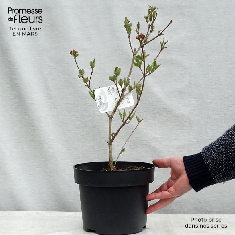 Example of Viburnum carlesii - Viorne de Carle Pot van 4 l/5 l as you get in hiver