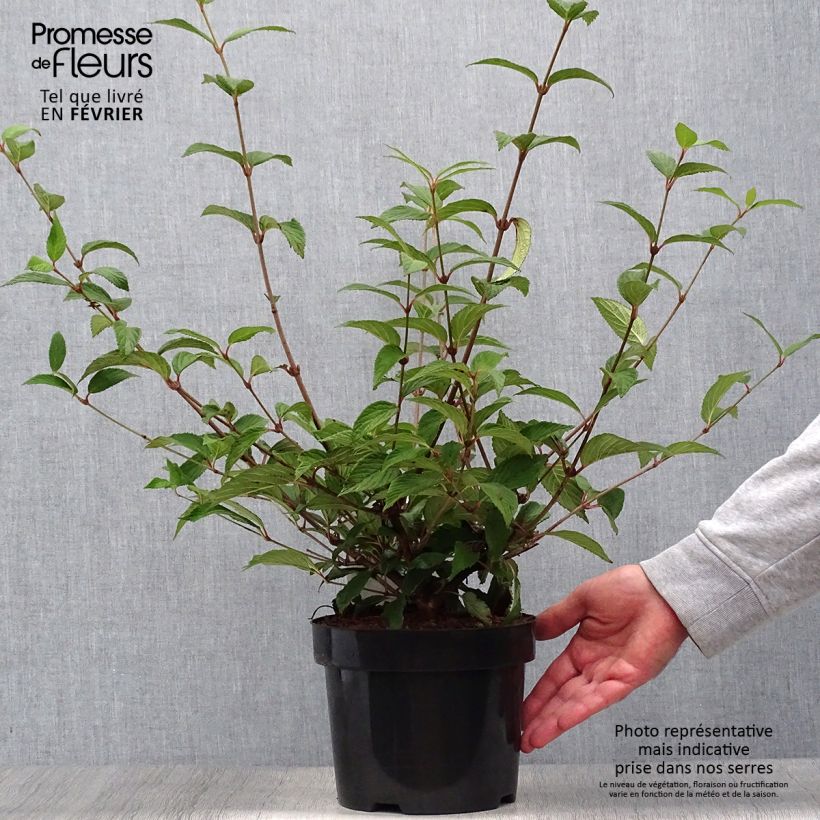 Exemplaar van Viburnum plicatum Kilimanjaro Sunrise - Japanse sneeuwbal Pot van 2 l/3 l zoals geleverd in de herfst