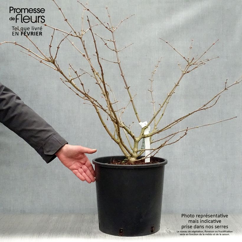 Example of Viorne de Chine - Viburnum plicatum Mariesii Pot van 12 l/15 l as you get in hiver