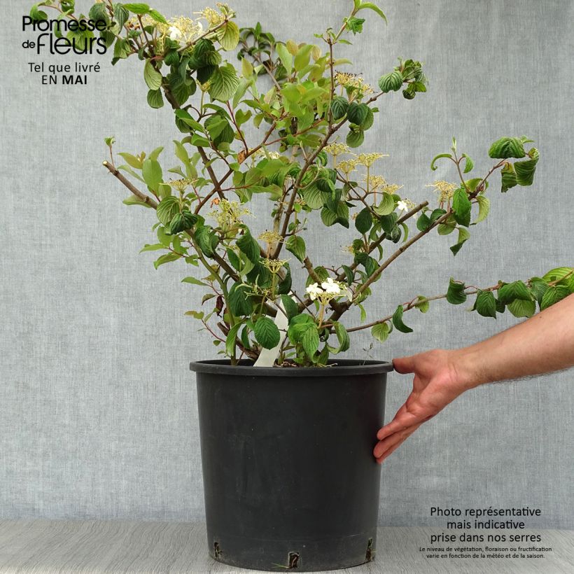 Exemplaar van Viburnum plicatum Mariesii - Japanse sneeuwbal Pot van 12 l/15 l zoals geleverd in de lente