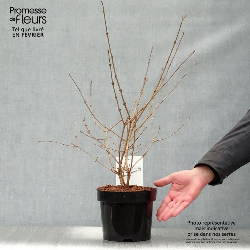 Example of Viorne de Chine - Viburnum plicatum Mariesii Pot van 3 l/4 l as you get in hiver
