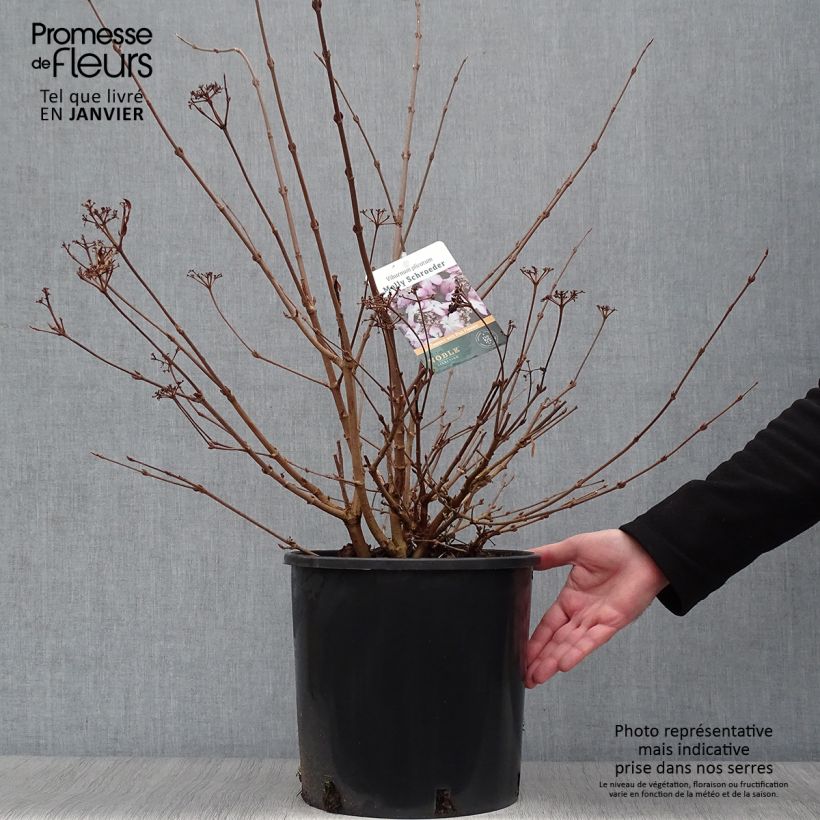 Example of Viorne de Chine - Viburnum plicatum Molly Schroeder Pot van 7,5 l/10 l as you get in hiver