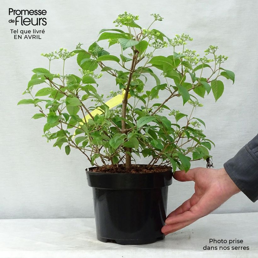 Exemplaar van Viburnum plicatum Shasta - Japanse sneeuwbal Pot van 3 l/4 l zoals geleverd in de lente