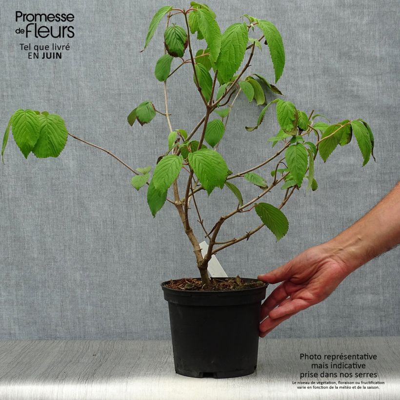 Exemplaar van Viburnum plicatum Shasta - Japanse sneeuwbal Pot van 3 l/4 l zoals geleverd in de zomer