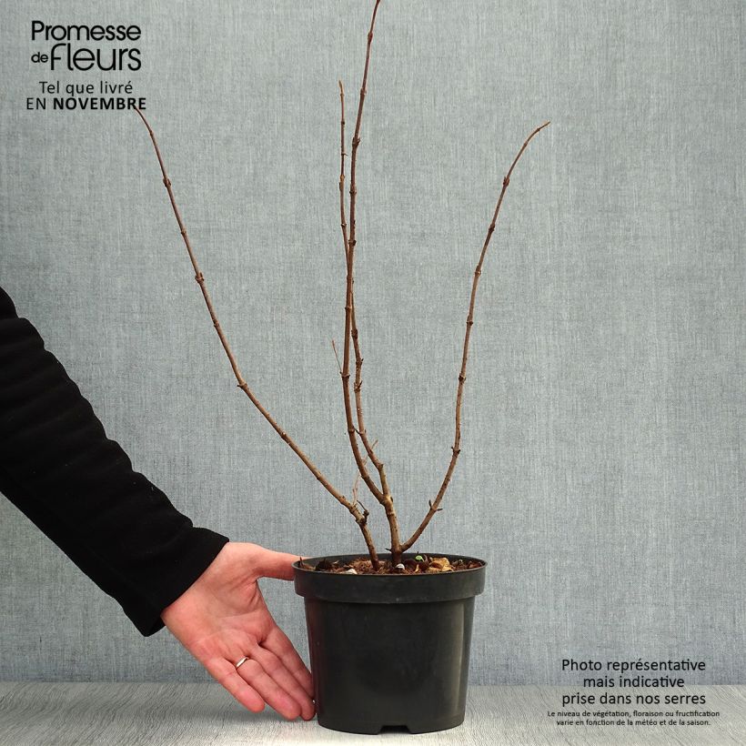 Exemplaar van Viburnum plicatum Tomentosum - Japanse sneeuwbal Pot van 2 l/3 l zoals geleverd in de herfst