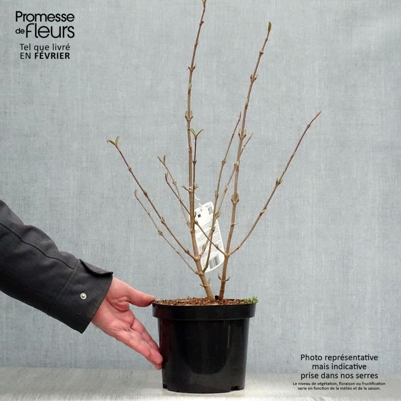 Example of Viorne de Chine - Viburnum plicatum Tomentosum Pot van 2 l/3 l as you get in hiver