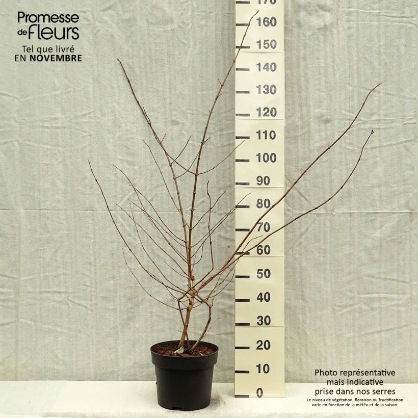 Exemplaar van Viburnum plicatum Tomentosum - Japanse sneeuwbal Pot van 7,5 l/10 l zoals geleverd in de herfst
