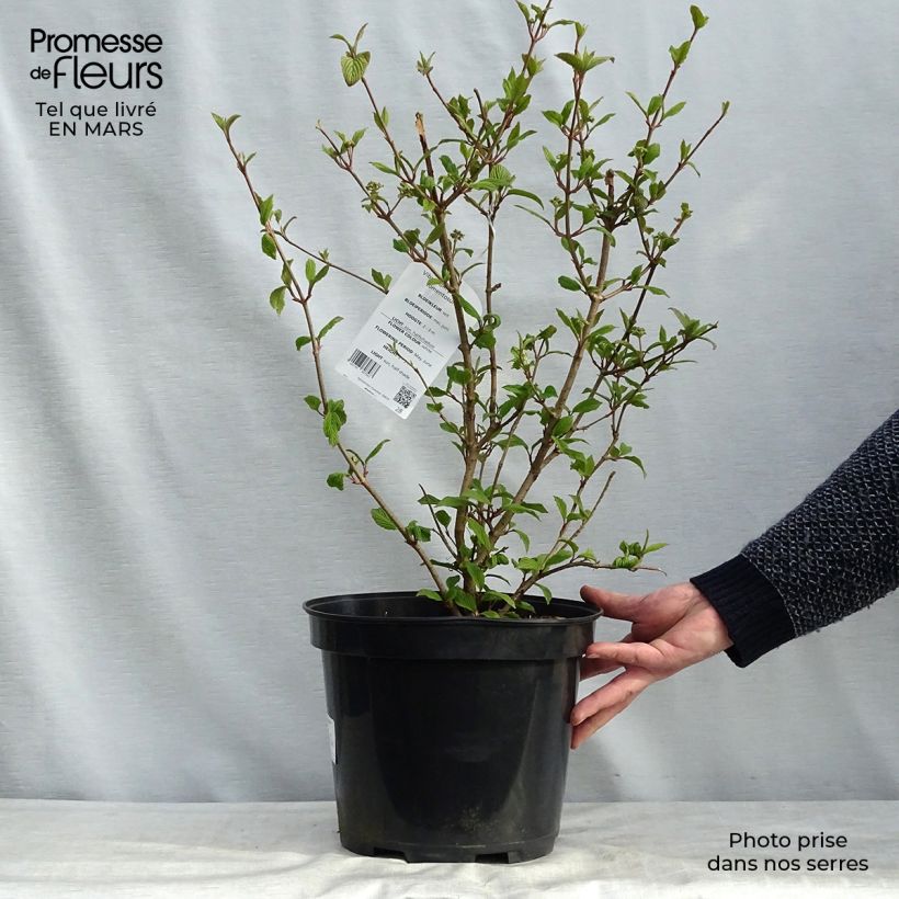 Example of Viorne de Chine - Viburnum plicatum Tomentosum Pot van 7,5 l/10 l as you get in hiver
