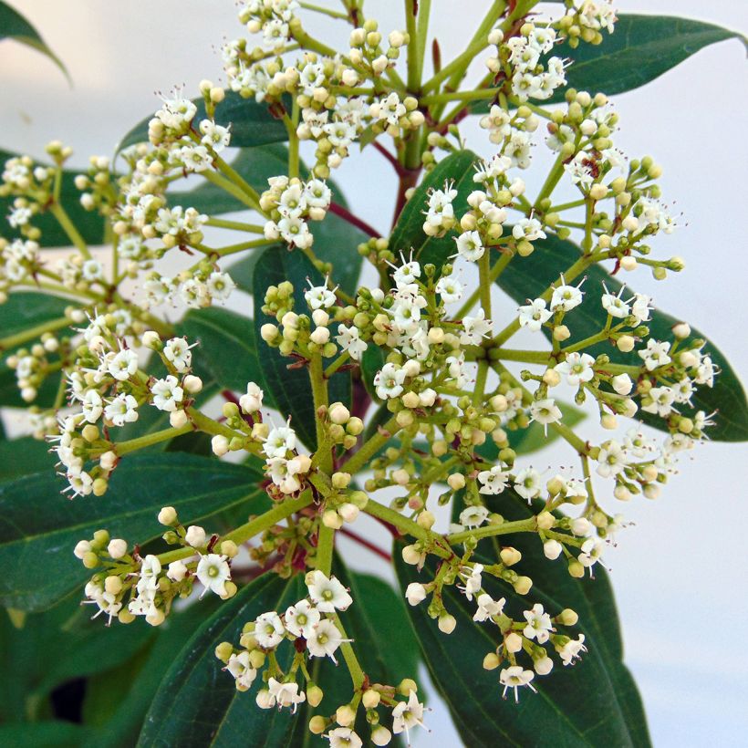 Viburnum davidii Angustifolium - Sneeuwbal (Flowering)