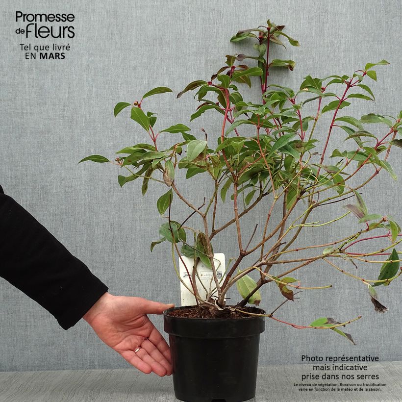 Example of Viorne de David - Viburnum davidii Angustifolium Pot van 3 l/4 l as you get in hiver