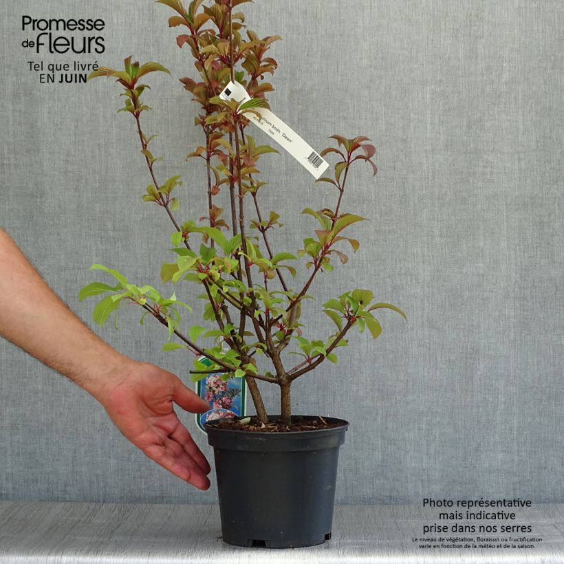 Exemplaar van Viburnum bodnantense Dawn - Wintersneeuwbal Pot van 2 l/3 l zoals geleverd in de zomer