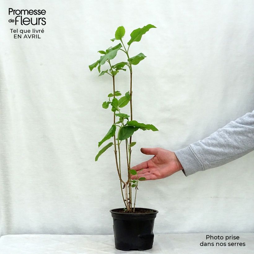 Exemplaar van Viburnum lantana - Wollige sneeuwbal Pot van 1,5 l/2 l zoals geleverd in de lente