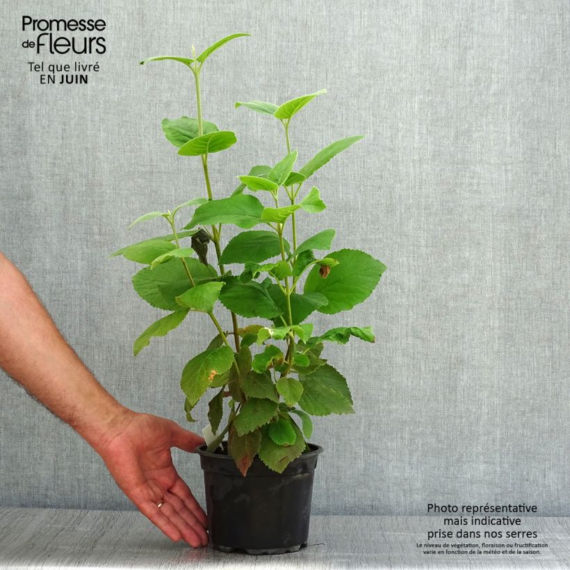 Exemplaar van Viburnum lantana - Wollige sneeuwbal Pot van 1,5 l/2 l zoals geleverd in de zomer