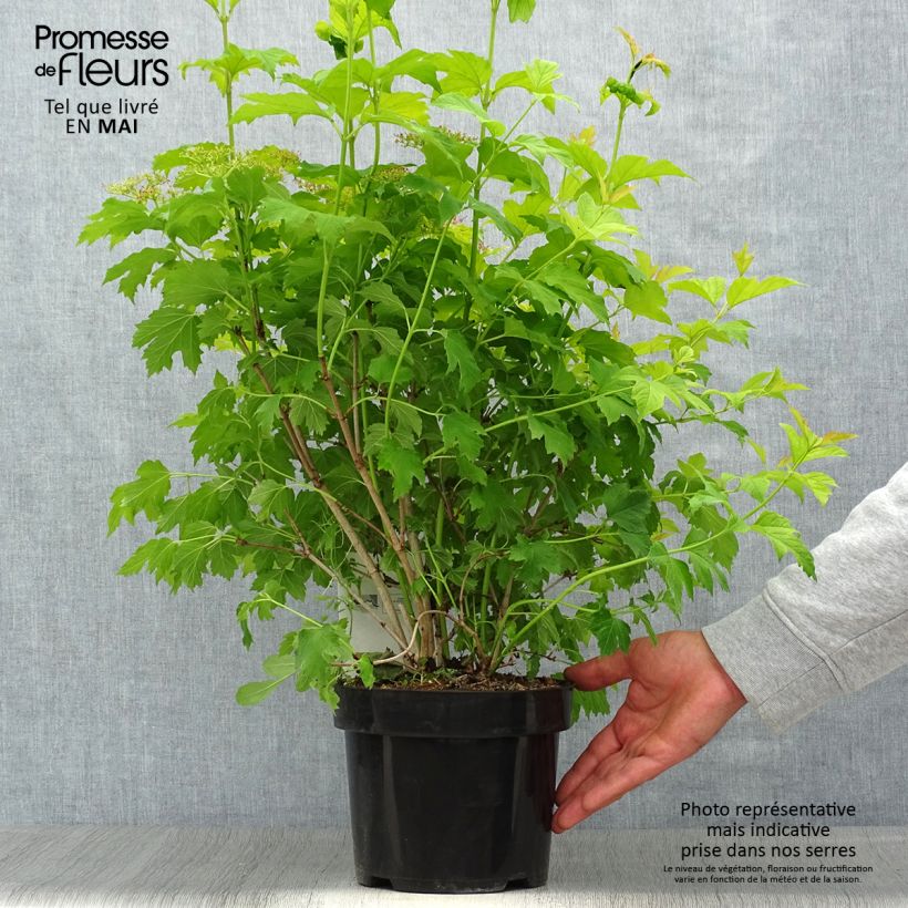 Exemplaar van Viburnum opulus Park Harvest - Gelderse roos Pot van 2 l/3 l zoals geleverd in de lente