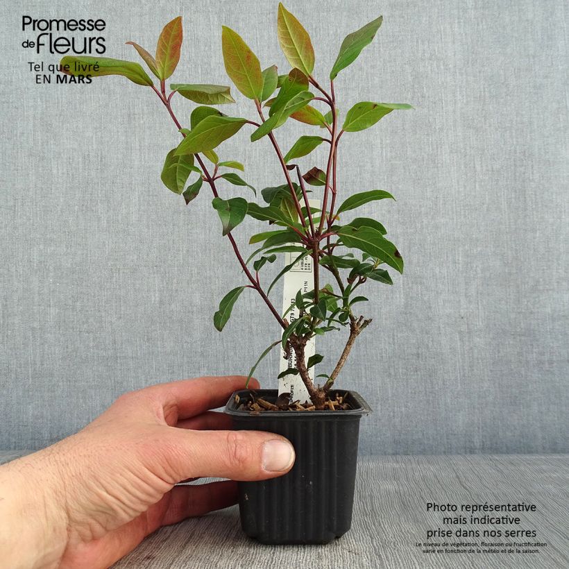 Example of Viburnum opulus Compactum - Gelderse roos Kweekpotje van 8/9 cm as you get in hiver