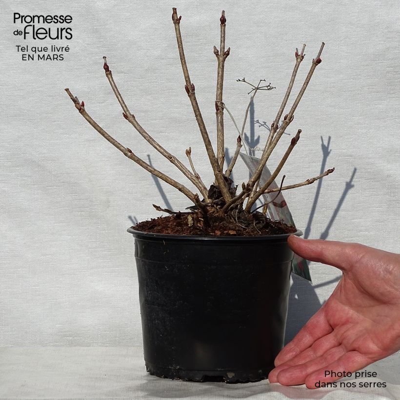 Exemplaar van Viburnum opulus Compactum - Gelderse roos Kweekpotje van 8/9 cm zoals geleverd in de lente