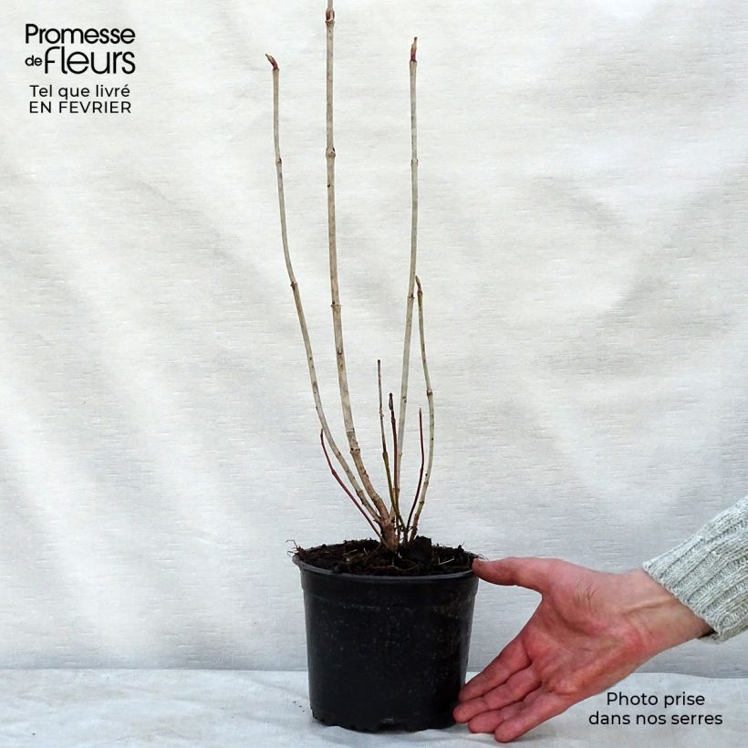 Example of Viorne obier - Viburnum opulus Pot van 2 l/3 l as you get in hiver