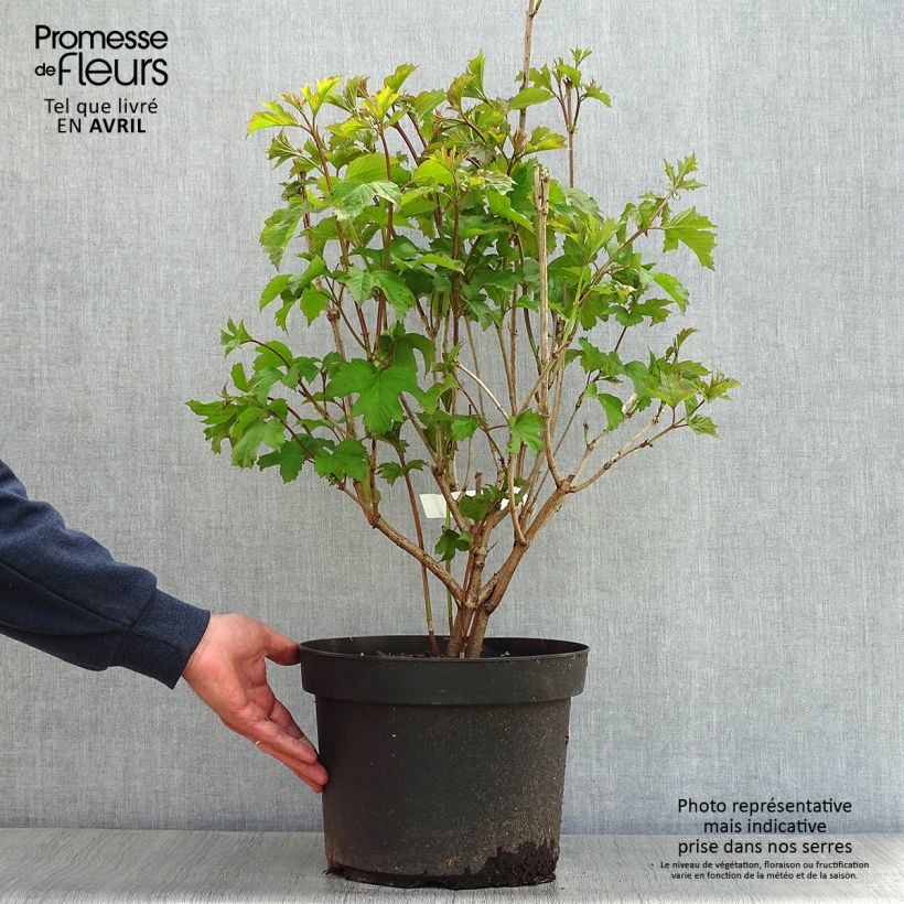 Exemplaar van Viburnum opulus - Gelderse roos Pot van 7,5 l/10 l zoals geleverd in de lente
