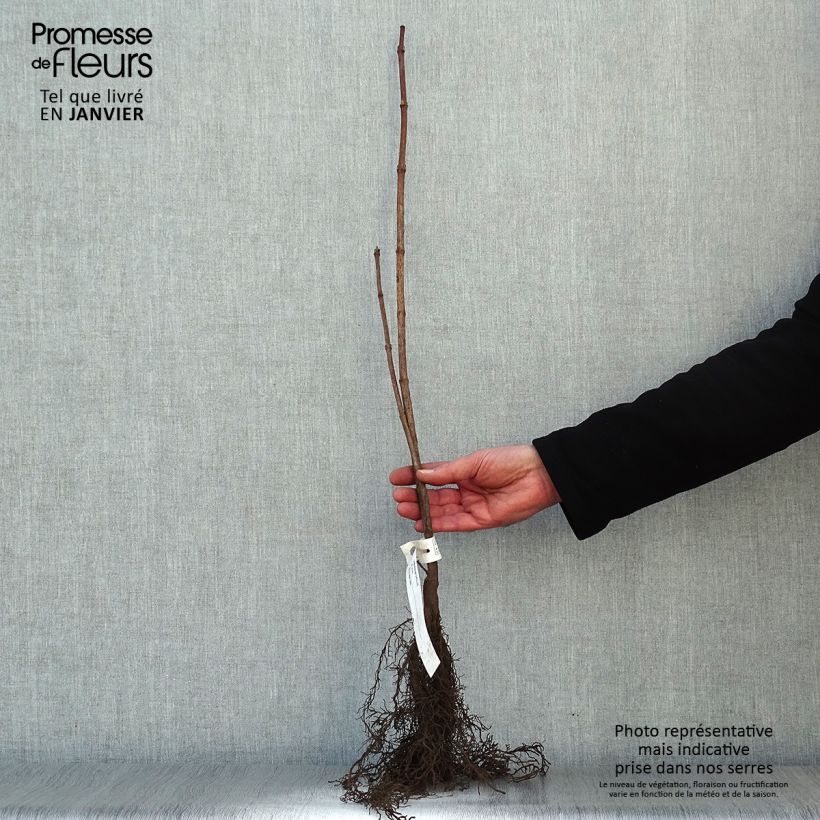 Example of Viorne obier - Viburnum opulus Naakte wortel as you get in hiver