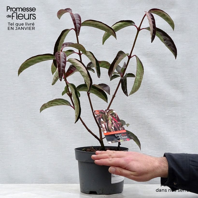 Example of Viorne - Viburnum Le Bois Marquis Pot van 3 l/4 l as you get in hiver