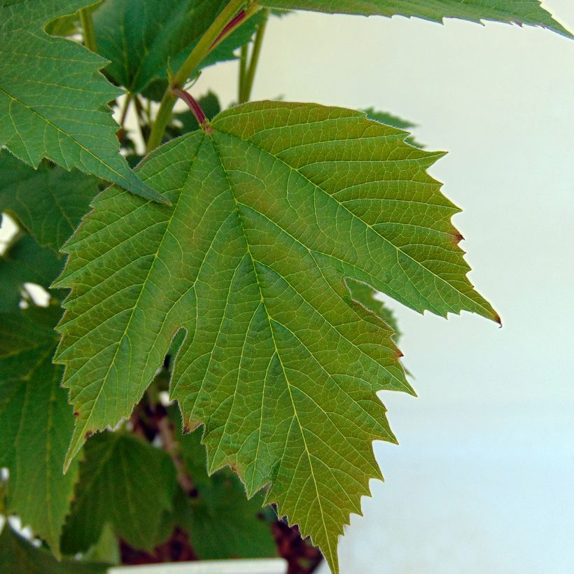 Viburnum trilobum Bailey Compact - Sneeuwbal (Foliage)