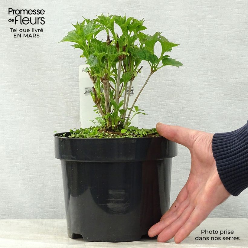 Exemplaar van Viburnum trilobum Bailey Compact - Sneeuwbal Pot van 3 l/4 l zoals geleverd in de lente