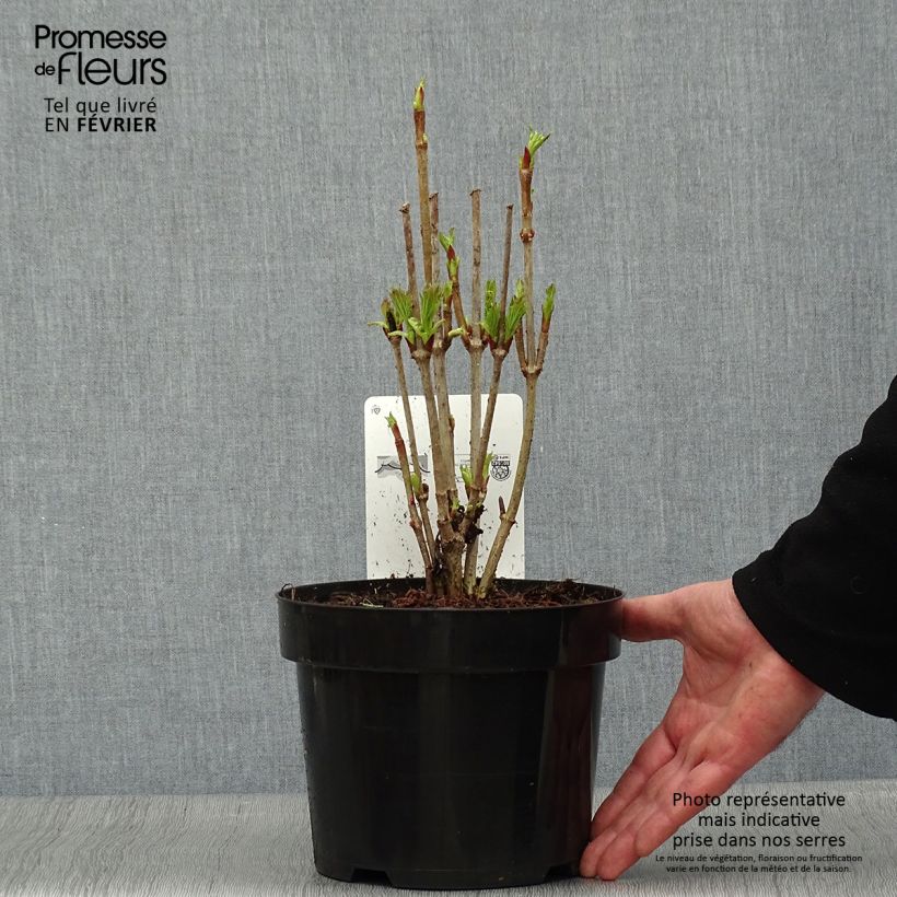 Example of Viorne trilobée - Viburnum trilobum Bailey Compact Pot van 3 l/4 l as you get in hiver