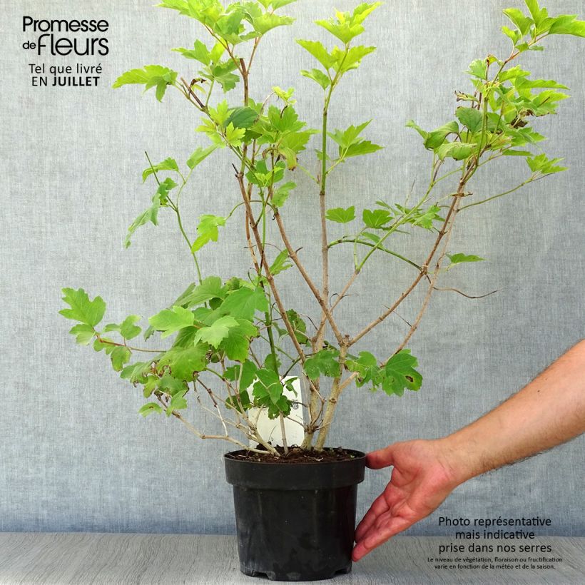 Exemplaar van Viburnum trilobum Wentworth - Sneeuwbal Pot van 3 l/4 l zoals geleverd in de zomer