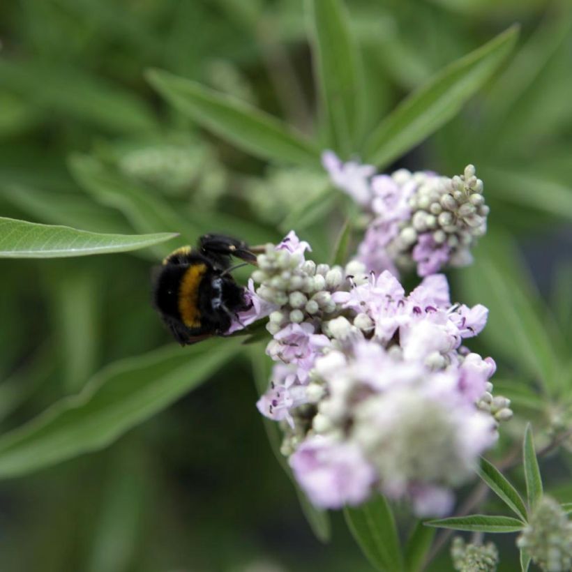 Vitex agnus-castus Pink Pinnacle (Flowering)