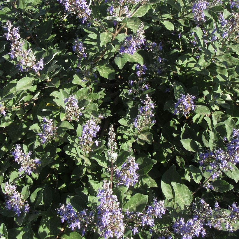 Vitex Chicagoland Blues - Kuise boom (Flowering)