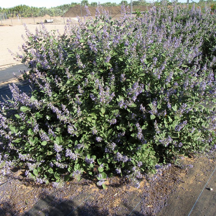 Vitex Chicagoland Blues - Kuise boom (Plant habit)