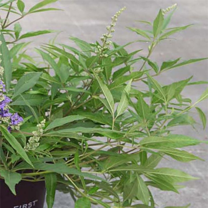 Vitex agnus-castus Blue Puffball - Kuise boom (Foliage)