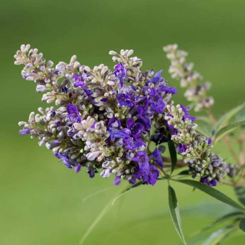 Vitex agnus-castus Blue Puffball - Kuise boom (Flowering)