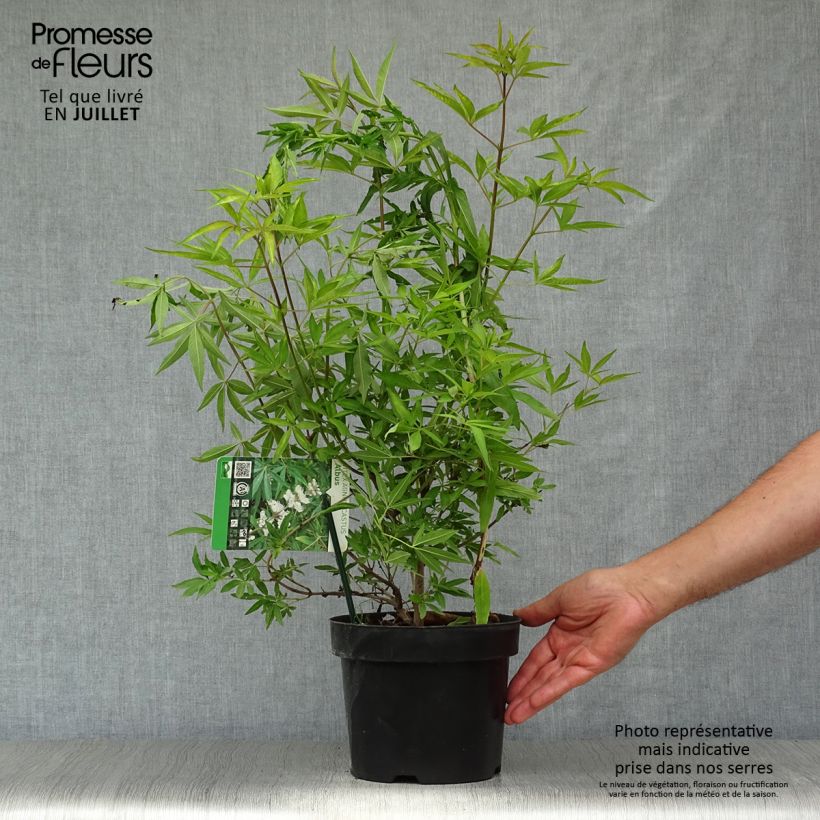 Exemplaar van Vitex agnus-castus Albus - Kuise boom Pot van 3 l/4 l zoals geleverd in de zomer