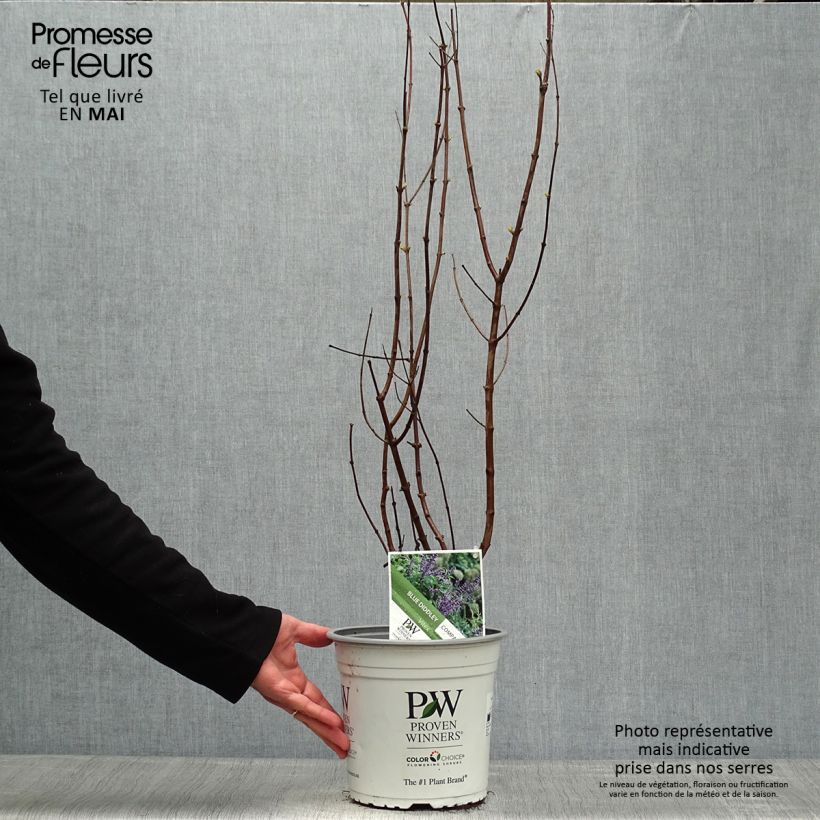 Exemplaar van Vitex agnus-castus Blue Didley - Kuise boom Pot van 3 l/4 l zoals geleverd in de lente