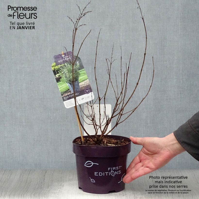 Example of Vitex agnus-castus Blue Puffball - Gattilier Pot van 3 l/4 l as you get in hiver